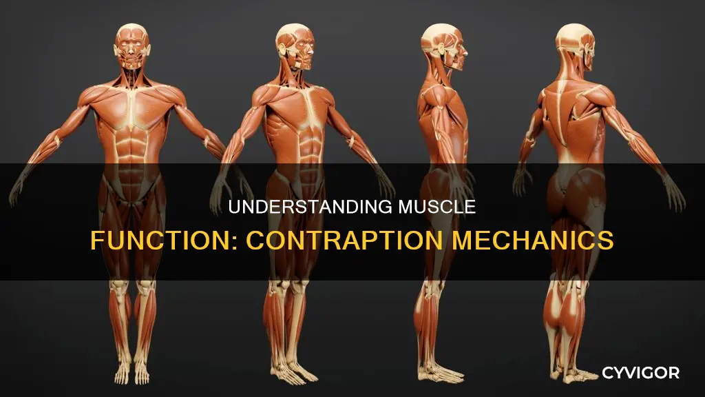 what is a muscle contraption