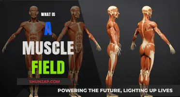 Muscle Field: The Science of Strength Training