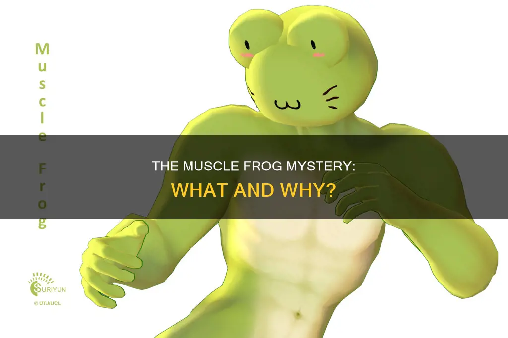 what is a muscle frog