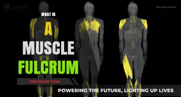 The Muscle Fulcrum: How It Works and Why It Matters