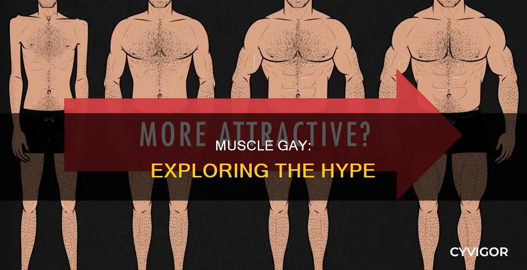 what is a muscle gay