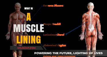 Muscle Lining: What's the Deal?