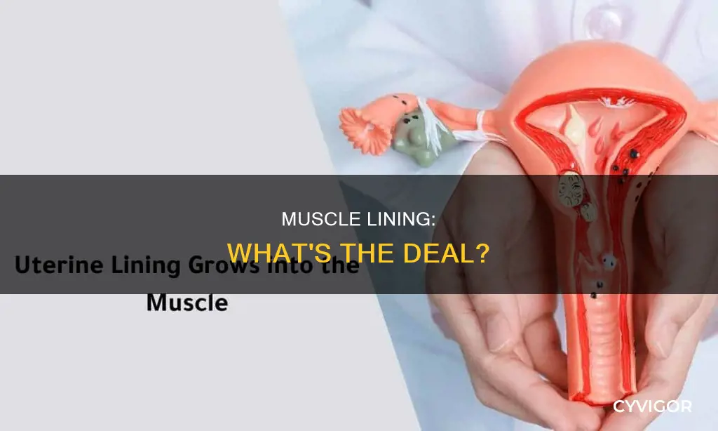 what is a muscle lining