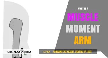 Understanding Muscle Moment Arm: Mechanics, Function, and Importance