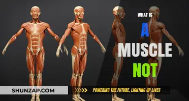 Understanding Muscle Not: What It's Not About