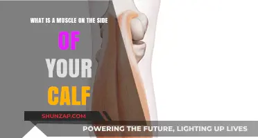 Understanding the Anatomy: The Essential Calf Muscle Guide