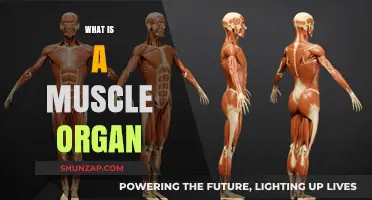 Muscle Organ: A Complex Tissue System