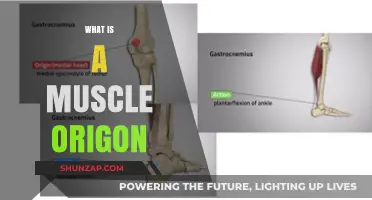Understanding Muscle Origins: Where Muscles Begin