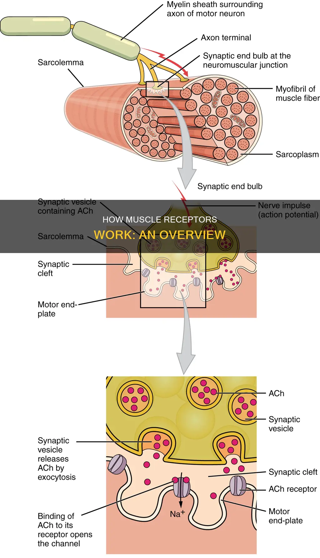 what is a muscle receptor