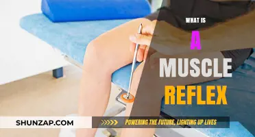 Understanding Muscle Reflexes: How Do They Work?