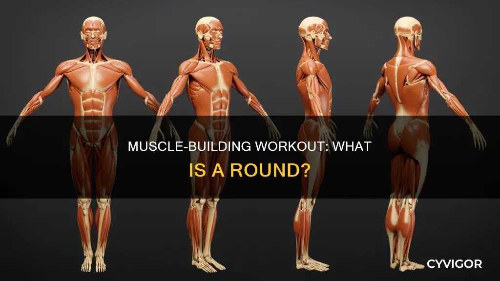 what is a muscle round