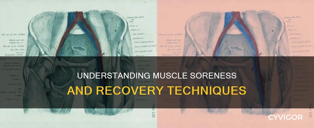 what is a muscle sink