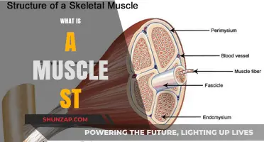 Understanding Muscle Stimulation: What Is A Muscle St?