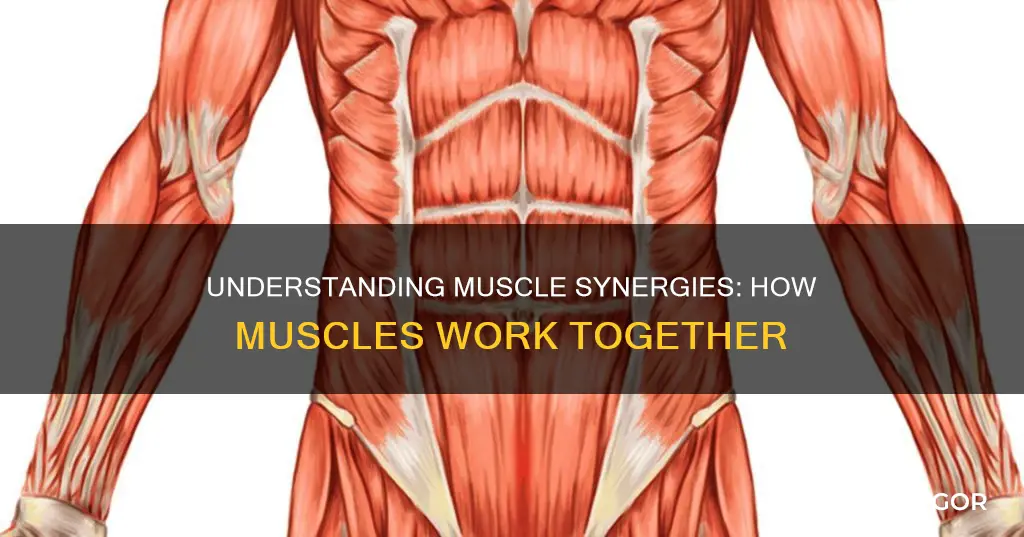 what is a muscle synergy