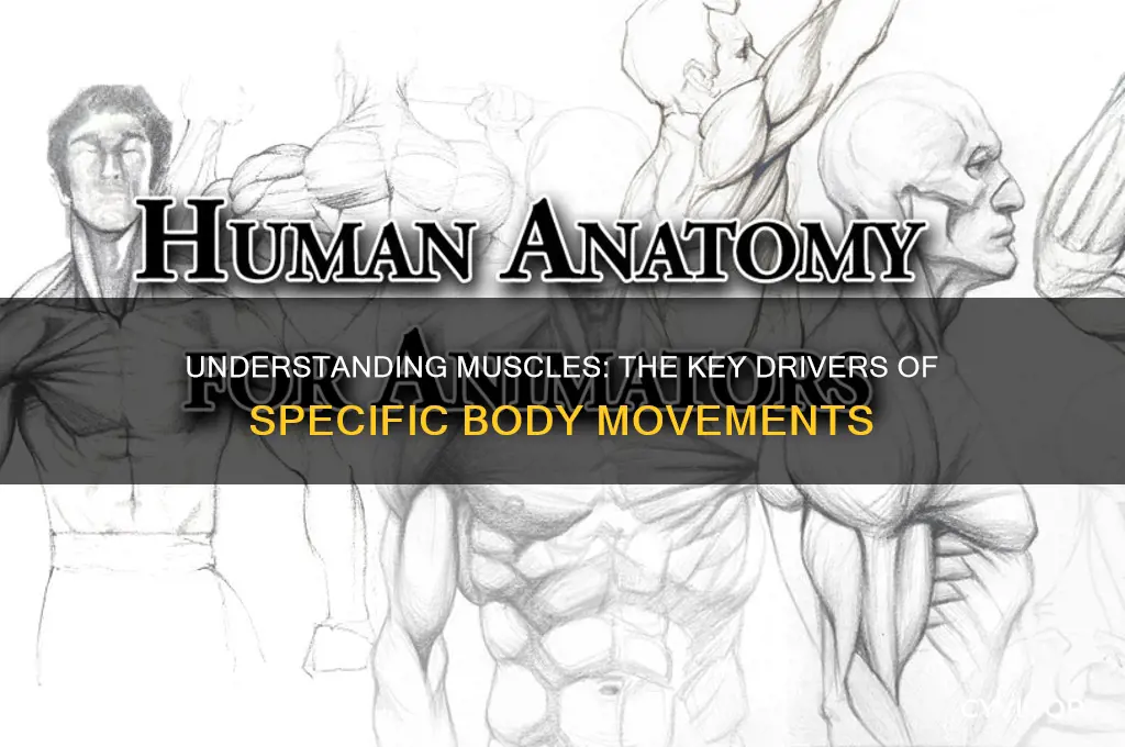 what is a muscle that causes sepcific movement
