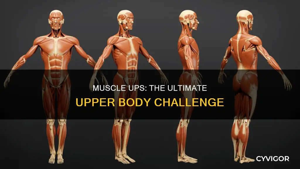 what is a muscle uo