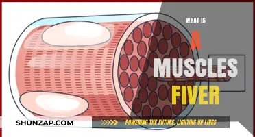 Muscle Fibre Types: Understanding the Basics