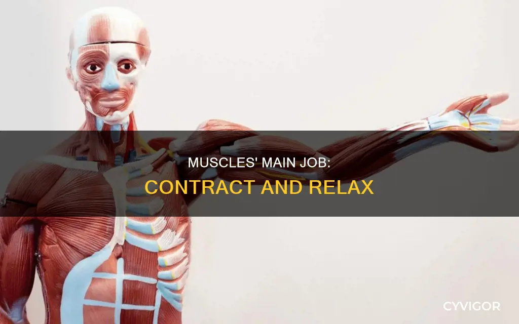 what is a muscles job