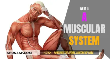 The Muscular System: Understanding Our Body's Movement Powerhouse