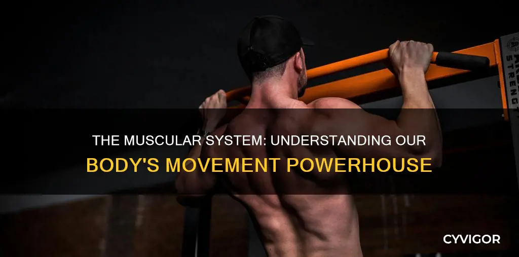 what is a muscular system