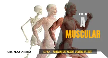 Muscular System: Understanding the Body's Muscular Composition
