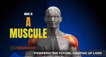 The Magic of Muscles: Understanding Their Power and Function