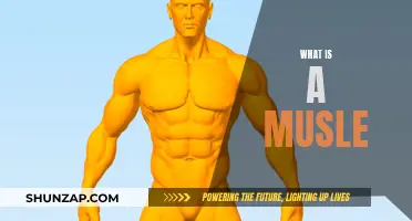 Understanding Muscles: The Basics of What They Are and How They Work