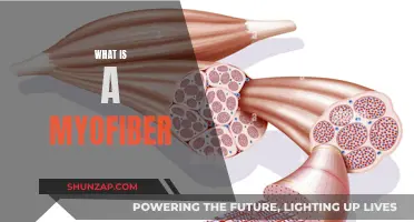 Understanding Myofibers: The Basics of Muscle Fiber Function