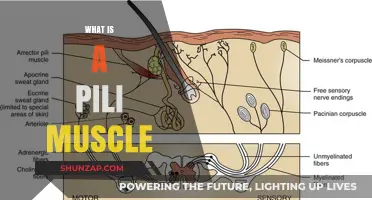 The Pili Muscle: A Tiny Eye Powerhouse