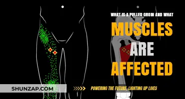 Understanding Pulled Groin Injuries: Affected Muscles and Symptoms Explained