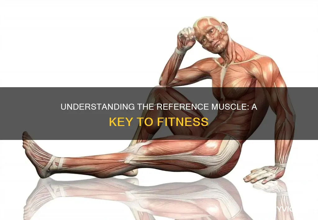 what is a reference muscle