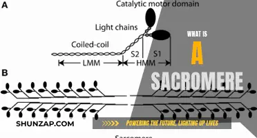Sacromere: Unlocking the Building Blocks of Muscle Contraction