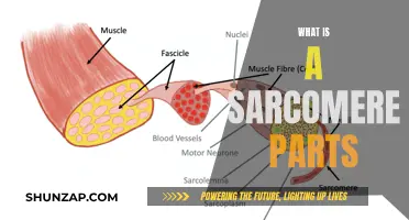 Sarcomere Parts: Unlocking Muscle Contraction Secrets