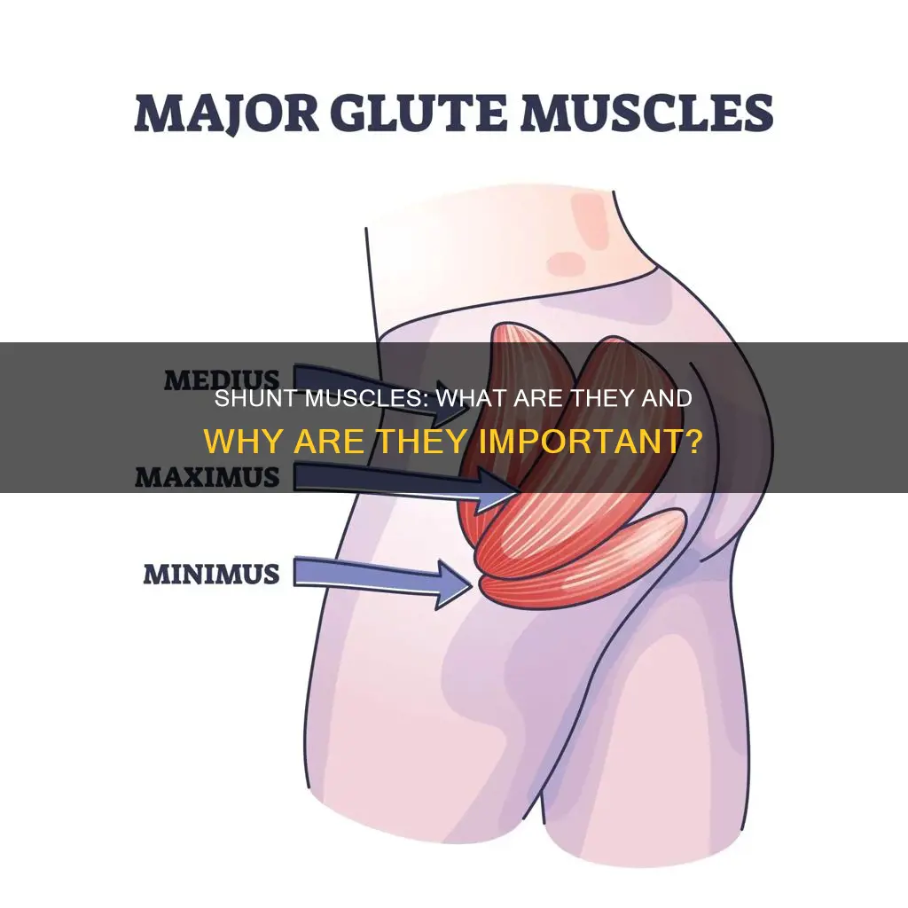 what is a shunt muscle