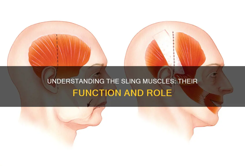 what is a sling muscle