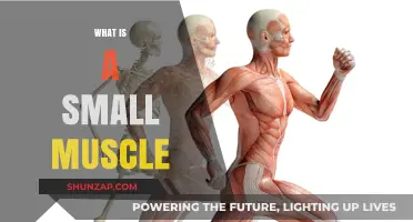 Small Muscle Training: Maximizing Your Micro-Muscles