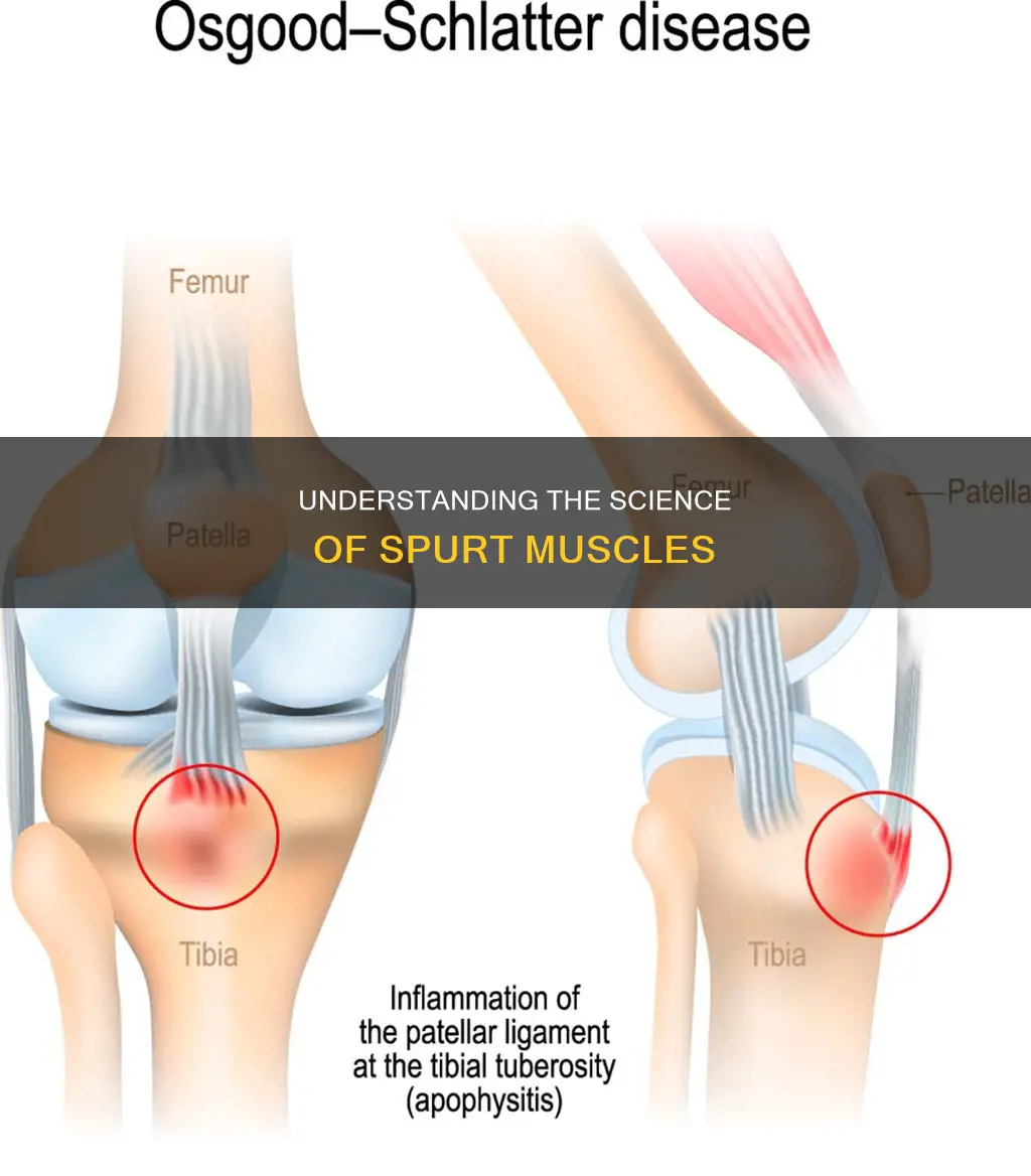 what is a spurt muscle