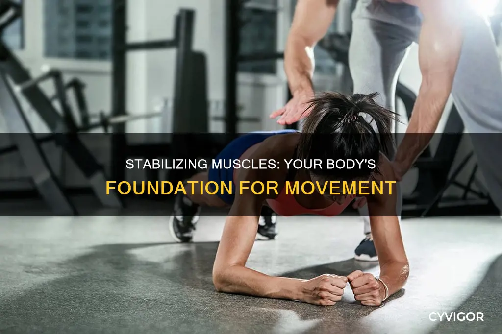 what is a stabilizing muscle