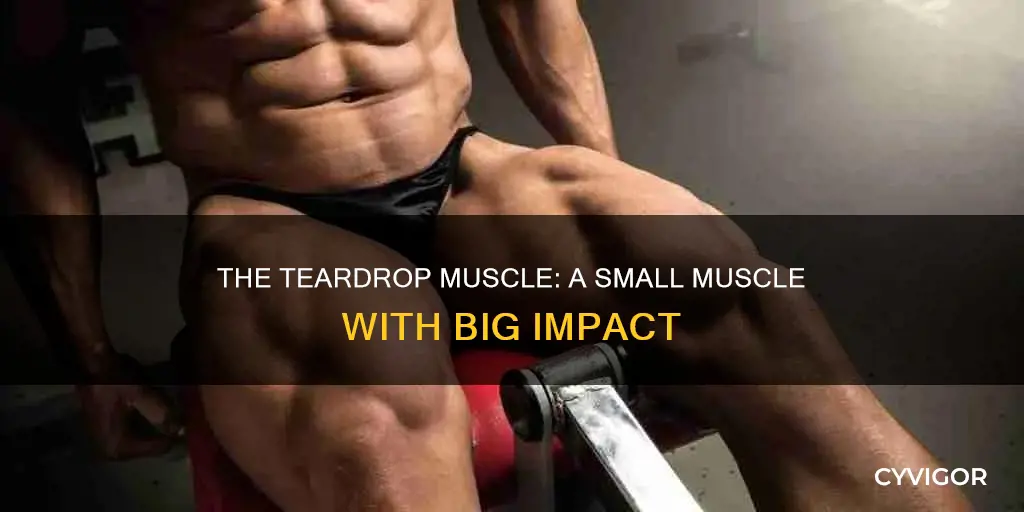 what is a teardrop muscle