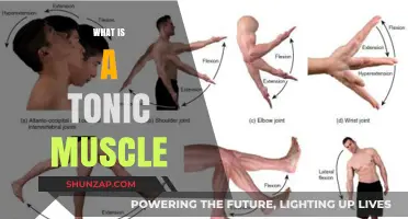 Understanding Tonic Muscles: Their Role and Function