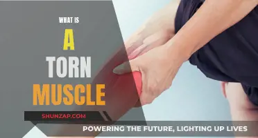 Understanding Torn Muscles: Causes, Symptoms, and Treatment
