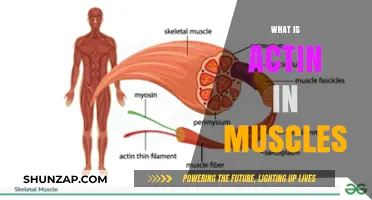 Actin's Role in Muscle Movement and Function