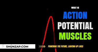 Action Potential's Role in Muscle Contraction
