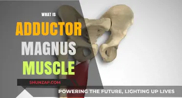 Adductor Magnus Muscle: Its Functions and Benefits