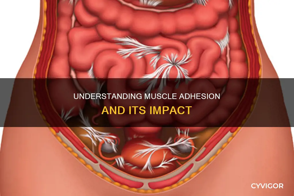 what is adhesion in muscle