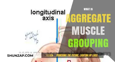 Understanding Aggregate Muscle Grouping: A Comprehensive Guide to Muscle Synergy