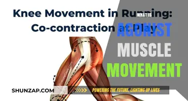 Understanding Muscle Movement: Agonists' Role