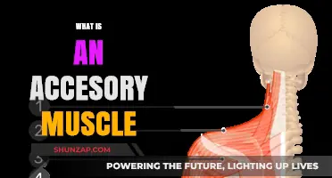 Accessory Muscles: What Are They and Why Do They Matter?