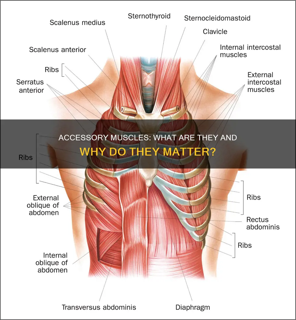 what is an accesory muscle