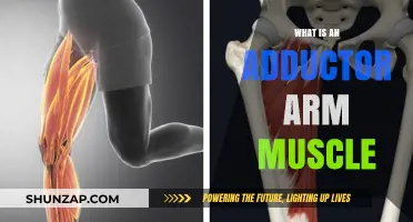 Understanding the Adductor Arm Muscle: Functions, Anatomy, and Importance